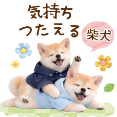 [LINEスタンプ] 気持ち伝わる癒やし柴犬