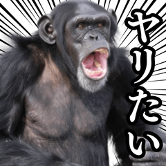 [LINEスタンプ] ⚫情熱の猿チンパン
