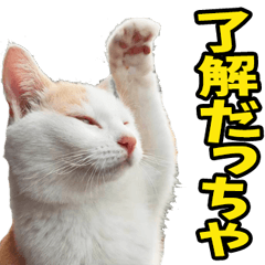 [LINEスタンプ] 鳥取弁☆にゃんこ