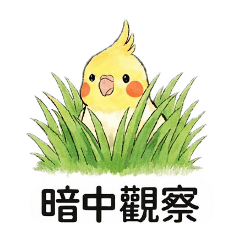 [LINEスタンプ] 気まぐれ☆オカメインコ 人気！
