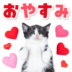 [LINEスタンプ] 毎日使える♪リアルなにゃんこ3