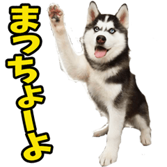 [LINEスタンプ] 島根出雲弁☆わんこ