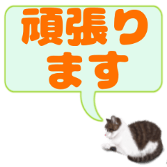 [LINEスタンプ] リアルふわふわ猫のでか文字日常 敬語