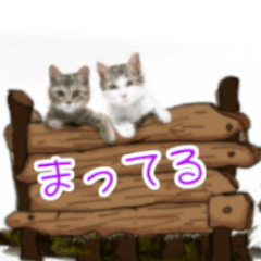 [LINEスタンプ] 可愛いリアルふわ猫の日常会話