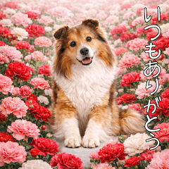 [LINEスタンプ] 気持ち伝える♡1年中使えるシェルティ