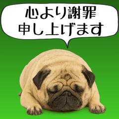 [LINEスタンプ] 【ネタ】パグのスタンプ＠会話が盛り上がる