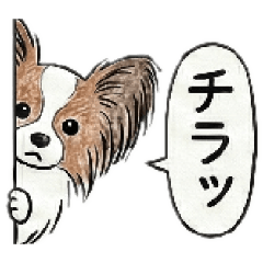[LINEスタンプ] パピヨン日常♪定番、ずっと使える！