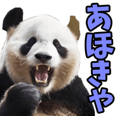 [LINEスタンプ] 福井弁☆パンダ