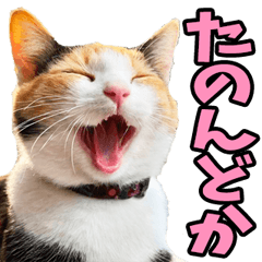 [LINEスタンプ] 和歌山弁☆にゃんこ