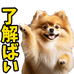 [LINEスタンプ] 博多弁☆ポメラニアン