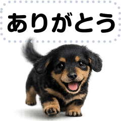 [LINEスタンプ] メッセージスタンプ＠ダックスフンドの子犬