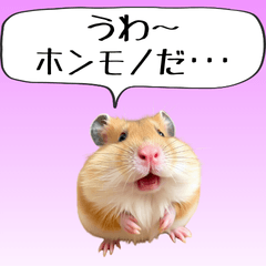 [LINEスタンプ] 【爆笑】煽るハムスター
