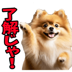 [LINEスタンプ] 岡山弁☆ポメラニアン