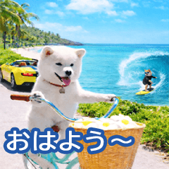 [LINEスタンプ] 飛び出す♡毎日最高に楽しい豆しば