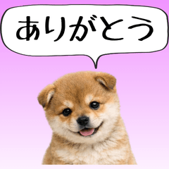 [LINEスタンプ] 豆柴の赤ちゃん＠気持ちを伝えるスタンプ